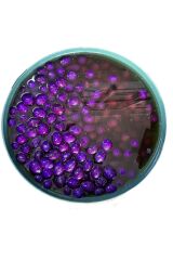 Duman Gurme Yaban mersinli Kalamata Zeytin 140 -160 Klb 10 KG